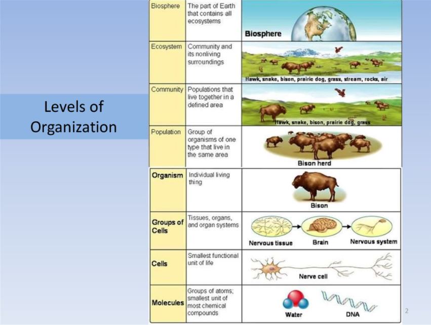 Levels of Biological Organization | Science - Quizizz