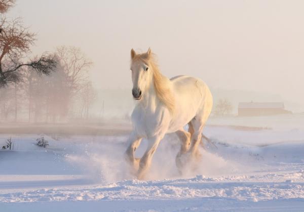 mi-caballo-mago-quizizz