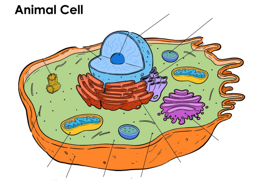 structure of a cell - Year 6 - Quizizz