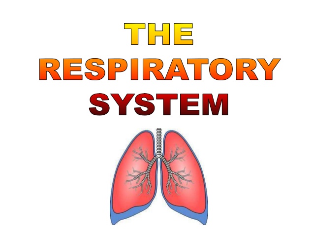 Respiratory System Grade 6 Science Quizizz