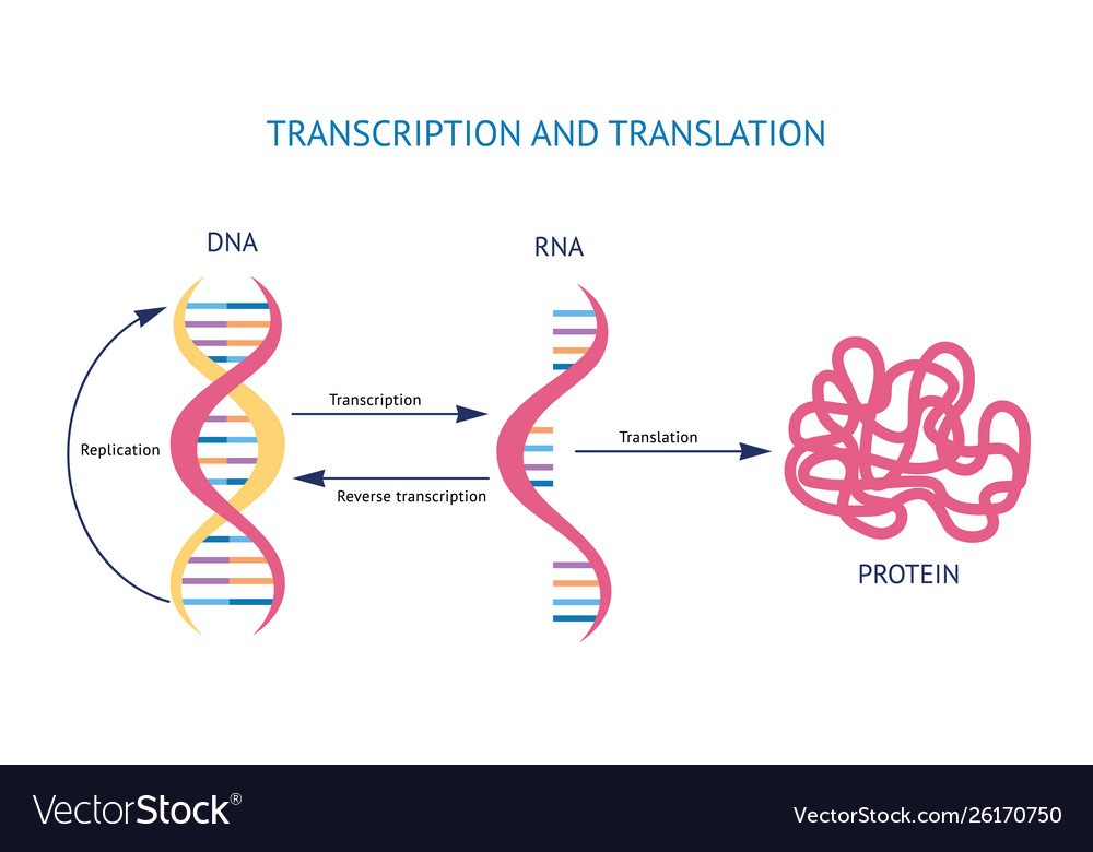 Protein Synthesis and Mutations | Biology Quiz - Quizizz