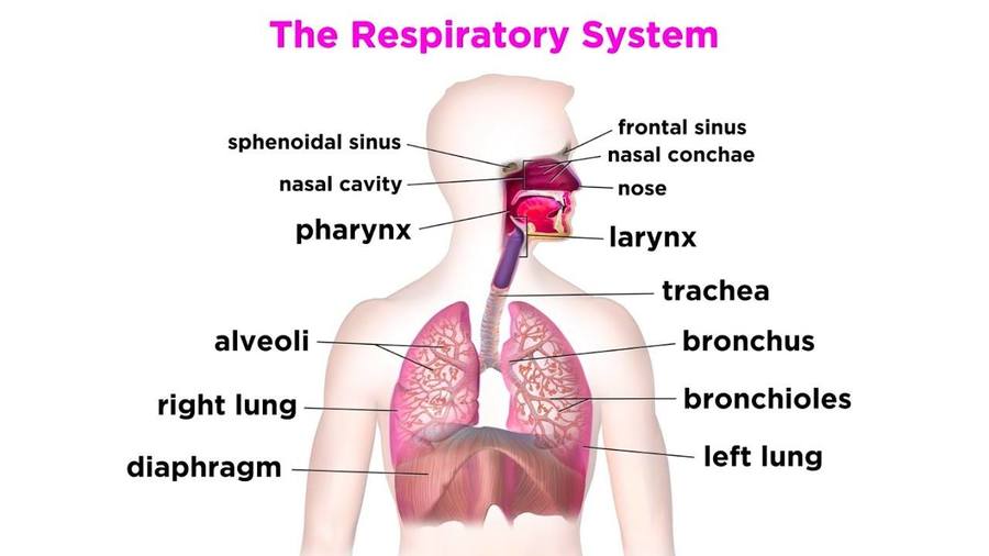 Respiratory System 57k Plays Quizizz 7903