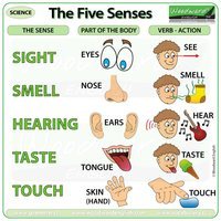 The 5 Senses - Grade 3 - Quizizz
