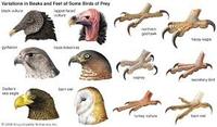 Birds:Beaks and claws