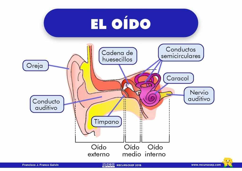 Audición de dígrafos - Grado 3 - Quizizz