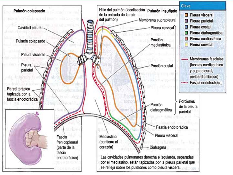 Pleura Y Pulmones | Quizizz