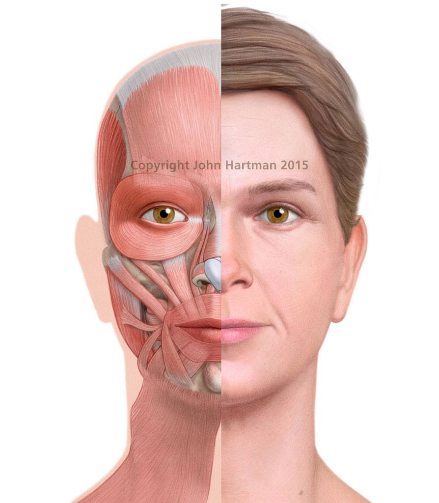 Muscles of the Face Quiz - Quizizz