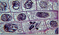 mitosis - Grado 11 - Quizizz