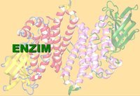 enzymy - Klasa 3 - Quiz