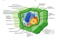 biología vegetal - Grado 7 - Quizizz