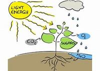 photosynthesis - Class 9 - Quizizz