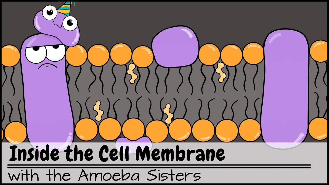 tour inside the cell amoeba sisters