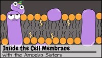 the cell membrane - Class 9 - Quizizz