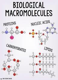 macromolecules - Grade 9 - Quizizz