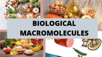 macromoléculas - Grado 11 - Quizizz