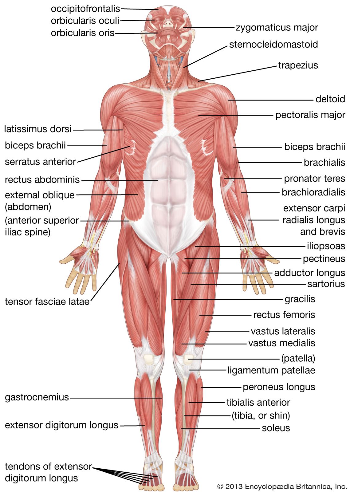 Health Science - Class 9 - Quizizz