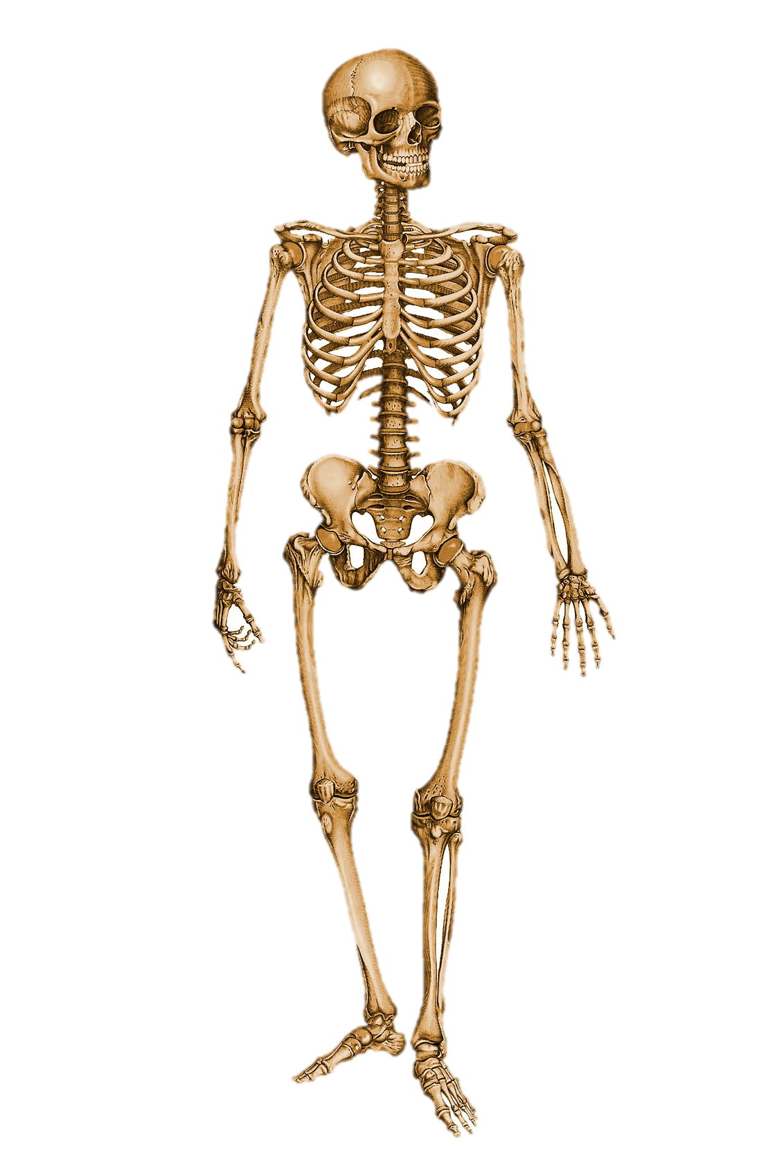 calculating-height-from-long-bones-science-quizizz