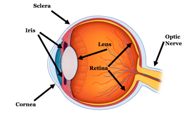 Eye Quiz