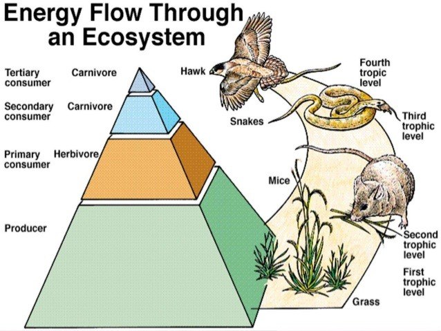 Energy Flow In The Ecosystem | Biology - Quizizz