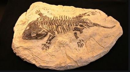 Fossils | Science - Quizizz