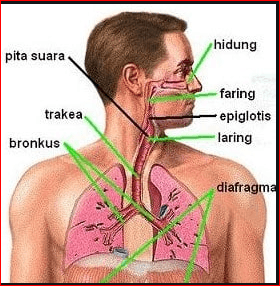 Sistem Pernapasan Manusia Other Quiz Quizizz