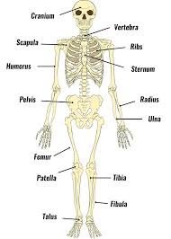 skeletal system | Science - Quizizz