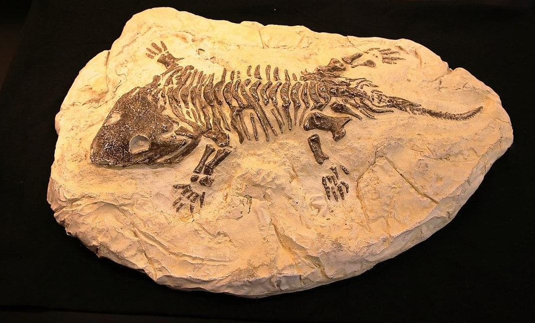 fossils Flashcards - Quizizz