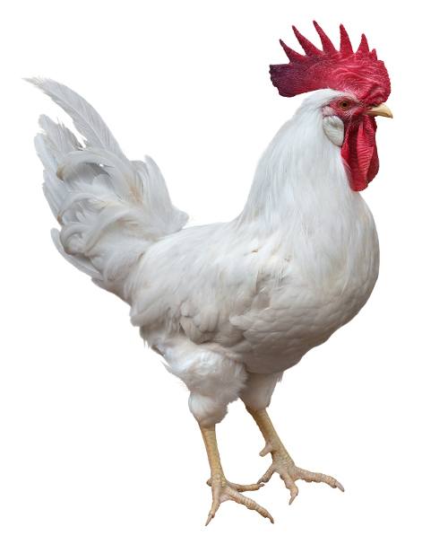 Poultry Terminology | Other Quiz - Quizizz