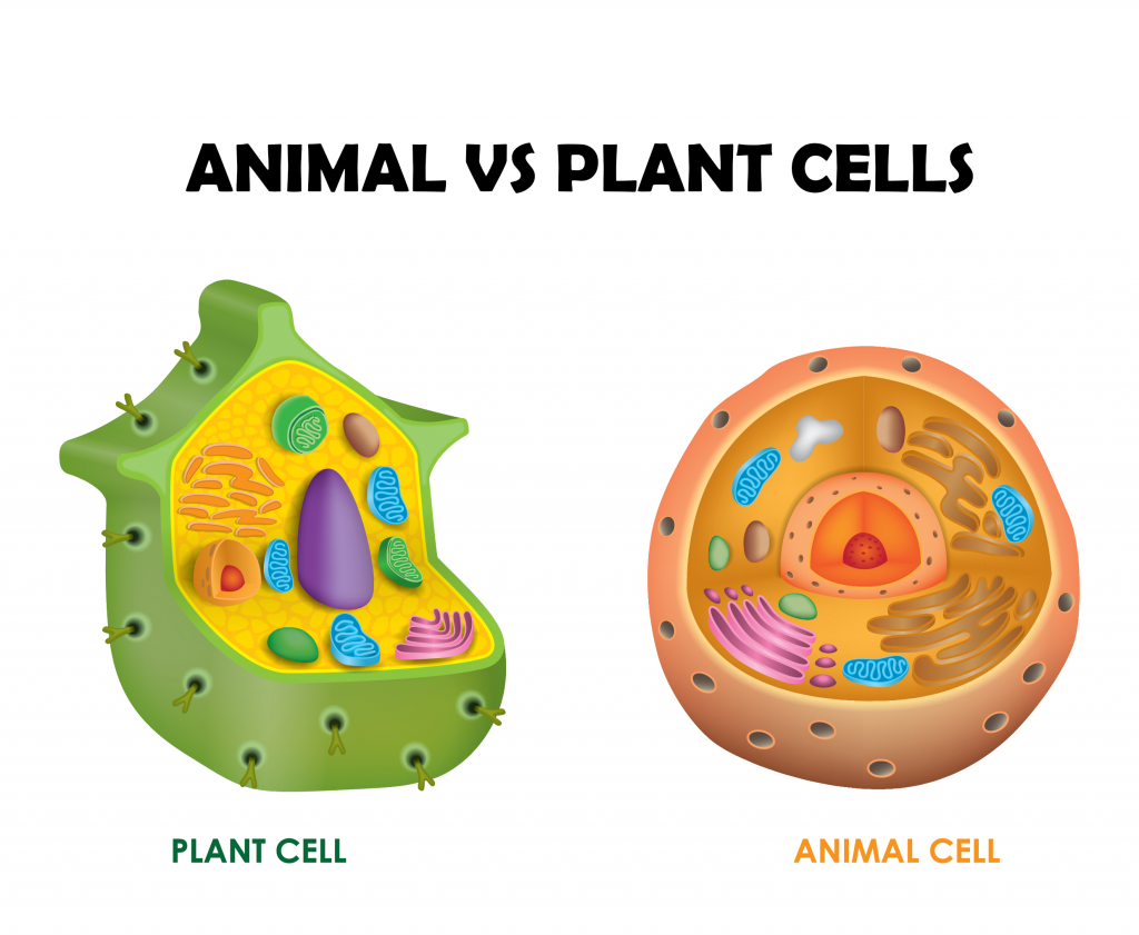 the cell grade 4