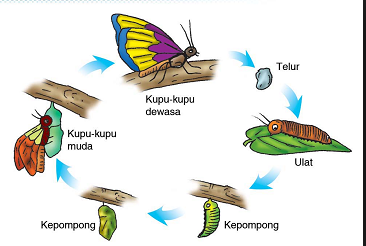 siklus sel dan mitosis - Kelas 3 - Kuis