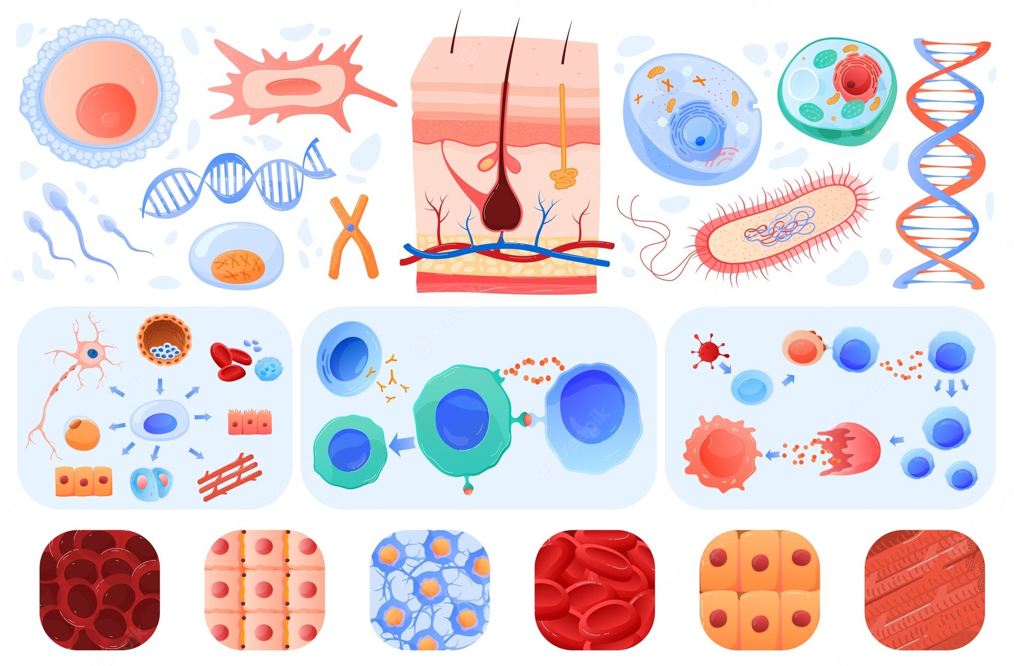 plant and animal cell - Class 6 - Quizizz