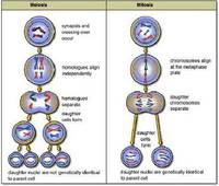 El ciclo celular y la mitosis. - Grado 11 - Quizizz
