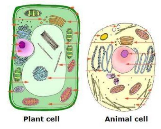 Cell structure and organisation | 724 plays | Quizizz