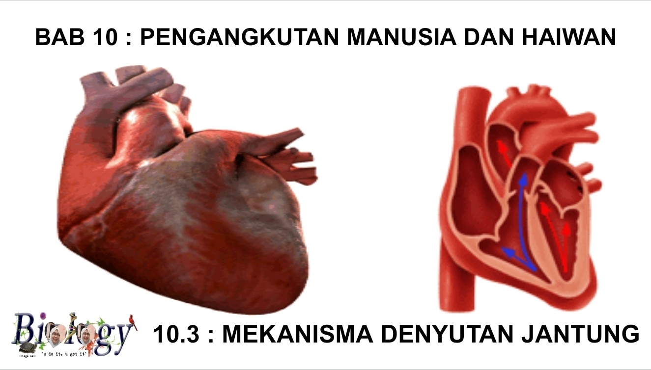 MEKANISMA DENYUTAN JANTUNG