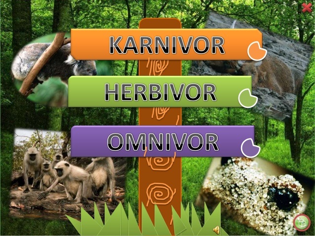 Contoh haiwan omnivor tahun 3