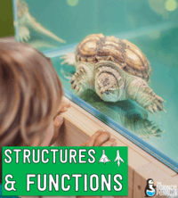 Functions - Grade 4 - Quizizz