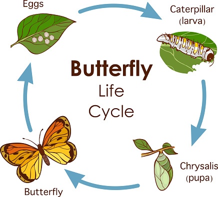 Frog and Butterfly Life Cycles | Quizizz