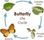 Frog and Butterfly Life Cycles