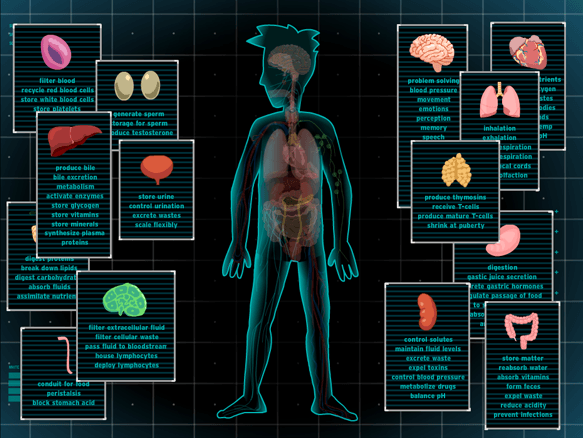 brainpop-body-systems-science-quiz-quizizz