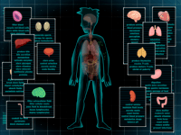 BrainPop Body Systems Science Quiz Quizizz