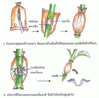 การขยาย Flashcards - แบบทดสอบ