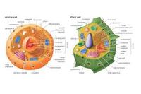 plant and animal cell - Grade 8 - Quizizz