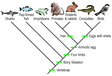 Cladograms and Law of Superpositon