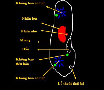 Mô hình nhân và diện tích - Lớp 7 - Quizizz