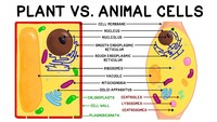 plant cell diagram - Class 6 - Quizizz