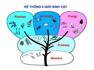 hệ thống sinh sản - Lớp 10 - Quizizz