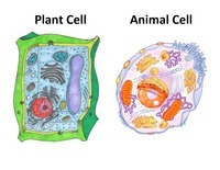 plant parts and their functions - Year 5 - Quizizz