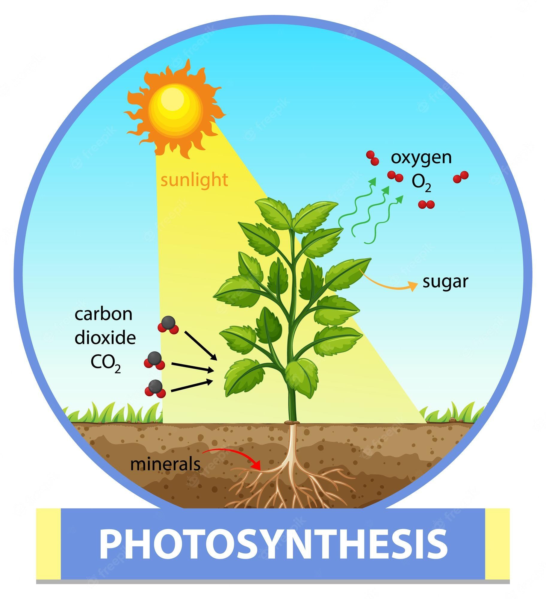 photosynthesis - Year 3 - Quizizz