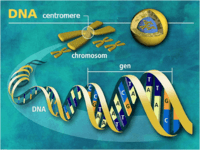 genetika - Kelas 12 - Kuis