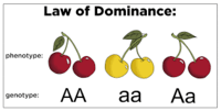 Vocabulario genético dominante y recesivo. - Grado 10 - Quizizz